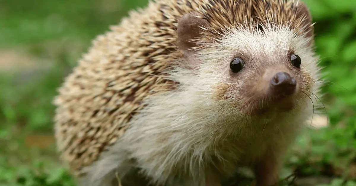 The Ultimate Checklist: 15 Must-Have Items for Every Hedgehog Owner 25 Must-Have Items for Every Hedgehog Owner