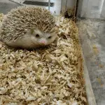 Top 5 Cage Features Every Hedgehog Owner Should Look For