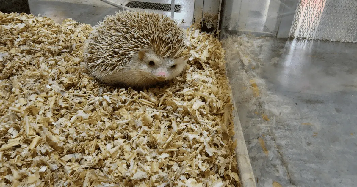 Top 5 Cage Features Every Hedgehog Owner Should Look For 25 Top 5 Cage Features Every Hedgehog Owner Should Look For