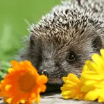15 Names Based on Hedgehog Personality Traits and Quirks