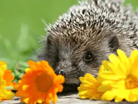 15 Names Based on Hedgehog Personality Traits and Quirks