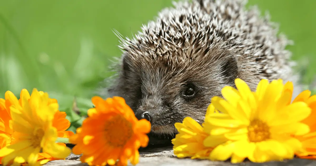 15 Names Based on Hedgehog Personality Traits and Quirks 25 15 Names Based on Hedgehog Personality Traits and Quirks