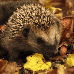 Welcoming a Rescue Hedgehog: Special Considerations