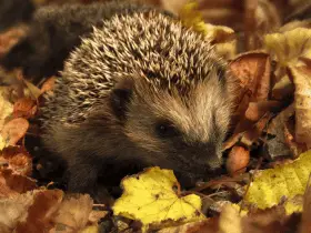 Welcoming a Rescue Hedgehog: Special Considerations