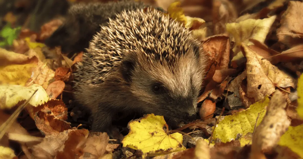 Welcoming a Rescue Hedgehog: Special Considerations 25 Welcoming a Rescue Hedgehog: Special Considerations