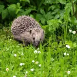Setting Up an Exercise Routine for Your Hedgehog
