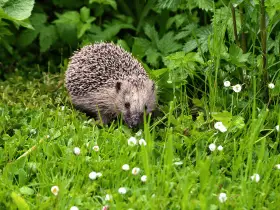 Setting Up an Exercise Routine for Your Hedgehog