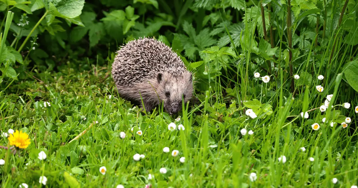 Setting Up an Exercise Routine for Your Hedgehog 25 Setting Up an Exercise Routine for Your Hedgehog
