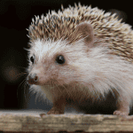 Behind the Name: The Curious Origins of the Word ‘Hedgehog
