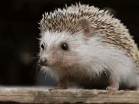 Behind the Name: The Curious Origins of the Word 'Hedgehog 57 Behind the Name: The Curious Origins of the Word ‘Hedgehog