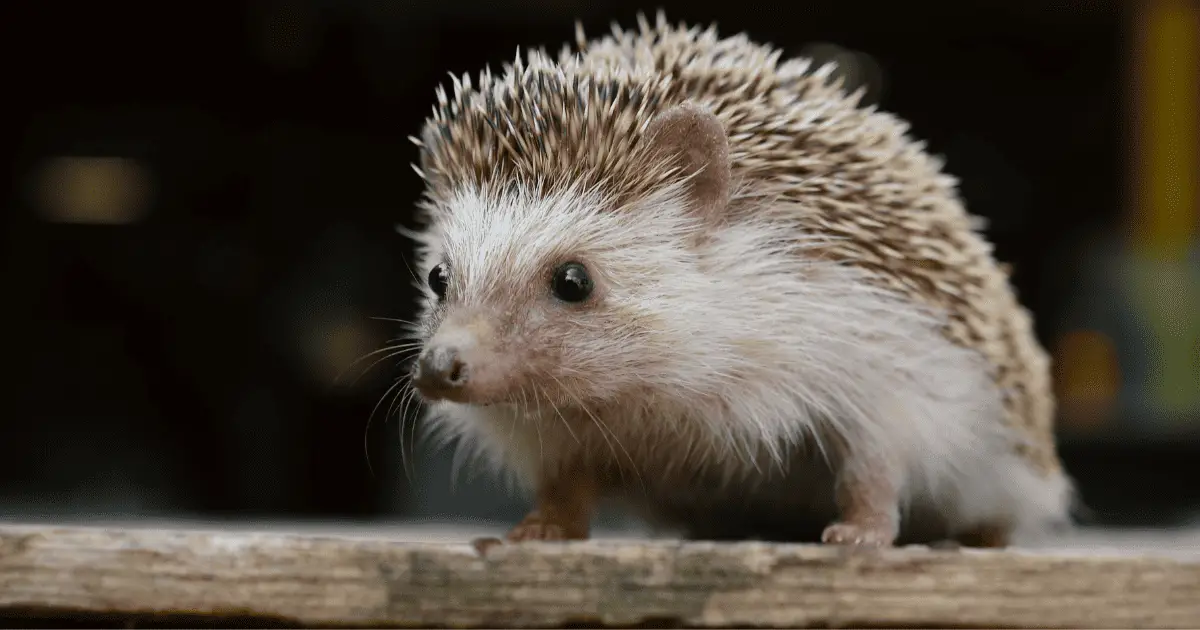 Behind the Name: The Curious Origins of the Word 'Hedgehog 25 Behind the Name: The Curious Origins of the Word ‘Hedgehog