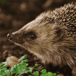 Nocturnal Wonders: Why Hedgehogs Prefer the Night
