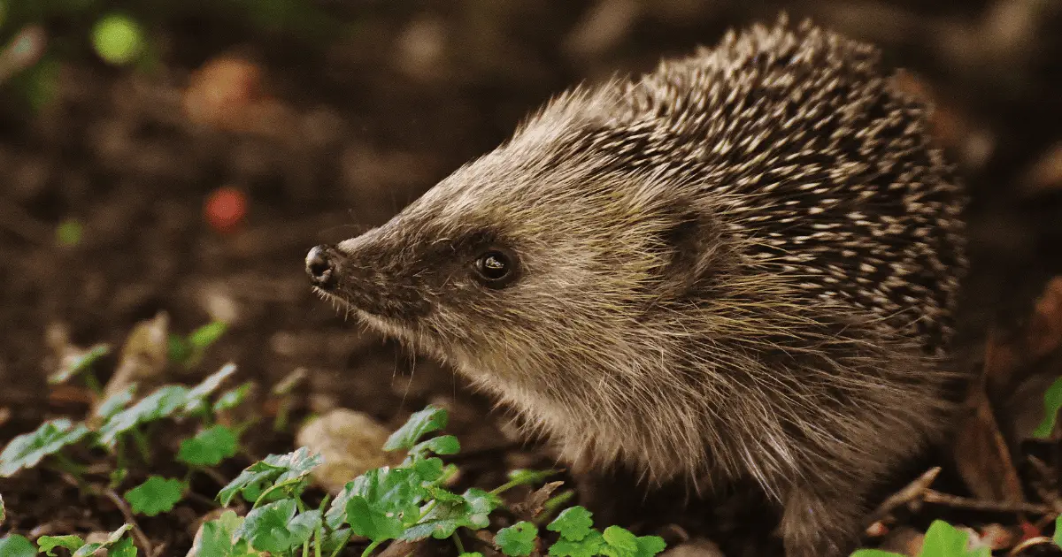 Nocturnal Wonders: Why Hedgehogs Prefer the Night 25 Nocturnal Wonders: Why Hedgehogs Prefer the Night