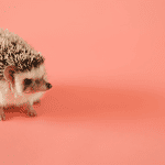 How Hedgehogs Navigate: Their Incredible Senses