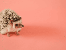 How Hedgehogs Navigate: Their Incredible Senses 63 How Hedgehogs Navigate: Their Incredible Senses