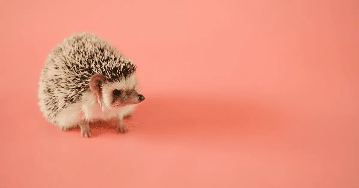 How Hedgehogs Navigate: Their Incredible Senses 25 How Hedgehogs Navigate: Their Incredible Senses