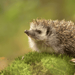 Nutritional Needs of Hedgehogs: A Complete Guide