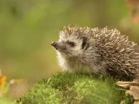 Nutritional Needs of Hedgehogs: A Complete Guide 66 Nutritional Needs of Hedgehogs: A Complete Guide
