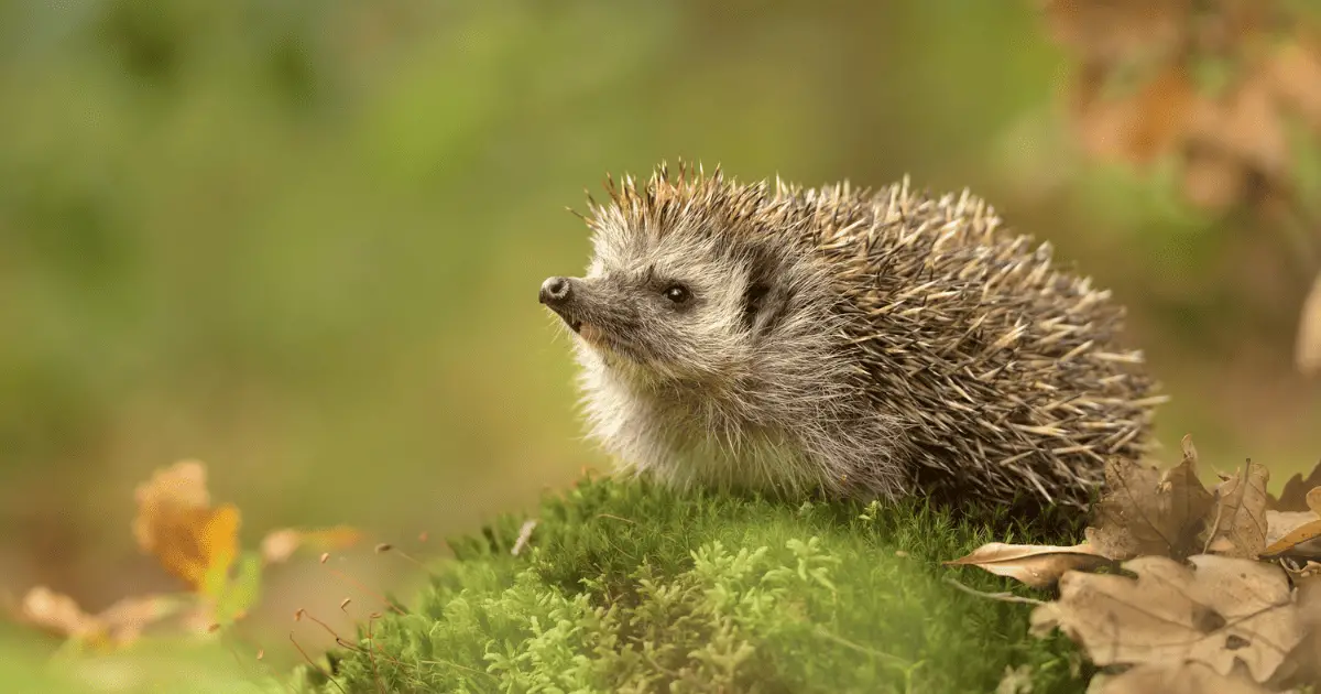 Nutritional Needs of Hedgehogs: A Complete Guide 25 Nutritional Needs of Hedgehogs: A Complete Guide