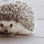 15 Punny and Playful Names Perfect for Hedgehogs