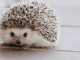 15 Punny and Playful Names Perfect for Hedgehogs