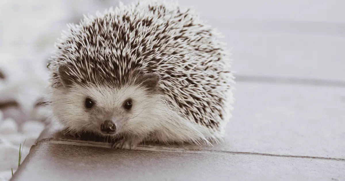 15 Punny and Playful Names Perfect for Hedgehogs 25 15 Punny and Playful Names Perfect for Hedgehogs