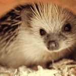 Why Do Hedgehogs Love Tunnels? A Deep Dive