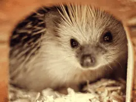 Why Do Hedgehogs Love Tunnels? A Deep Dive 51 Why Do Hedgehogs Love Tunnels? A Deep Dive