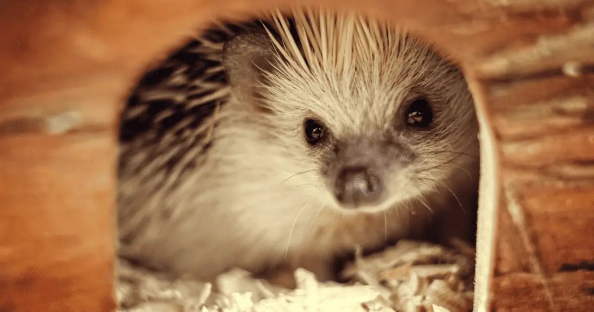 Why Do Hedgehogs Love Tunnels? A Deep Dive 25 Why Do Hedgehogs Love Tunnels? A Deep Dive