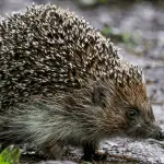 Names for Your VIP Hedgehog