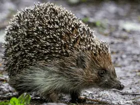 From Rockstars to Royalty: 15 Names for Your VIP Hedgehog 63 Names for Your VIP Hedgehog