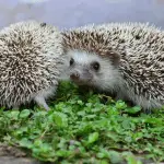 Delicious and Nutritious Foods Your Hedgehog Will Love