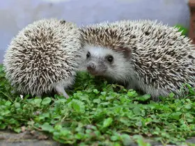 Feeding Frenzy: 15 Delicious and Nutritious Foods Your Hedgehog Will Love 60 Delicious and Nutritious Foods Your Hedgehog Will Love