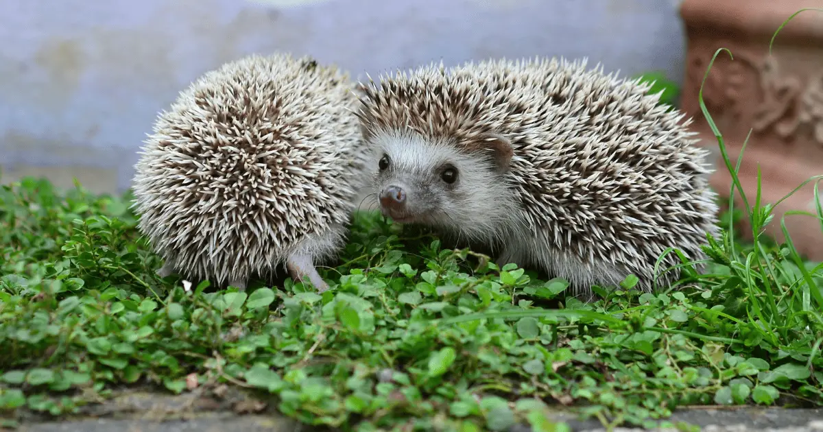 Feeding Frenzy: 15 Delicious and Nutritious Foods Your Hedgehog Will Love 25 Delicious and Nutritious Foods Your Hedgehog Will Love