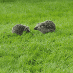 Amazing Abilities: How Hedgehogs Navigate Their Environment