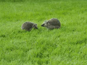 Amazing Abilities: How Hedgehogs Navigate Their Environment