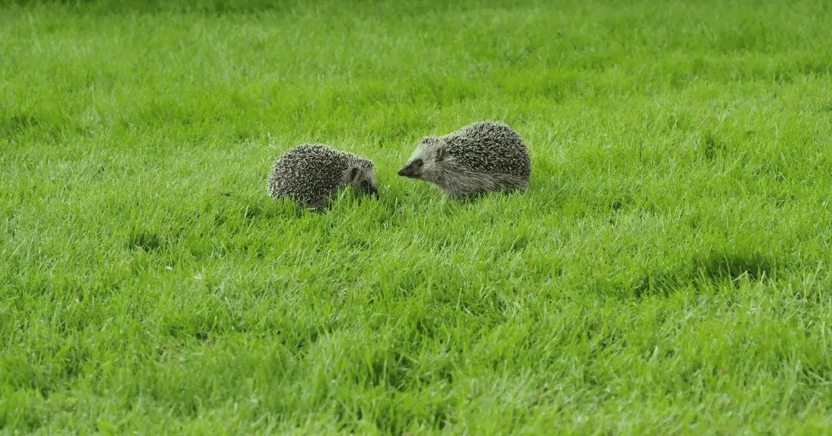 Amazing Abilities: How Hedgehogs Navigate Their Environment 25 Amazing Abilities: How Hedgehogs Navigate Their Environment
