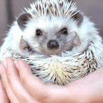 Understanding the Lifespan of Domestic Hedgehogs