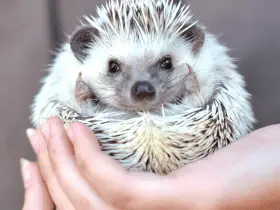 Understanding the Lifespan of Domestic Hedgehogs 30 Understanding the Lifespan of Domestic Hedgehogs