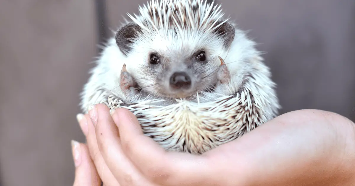 Understanding The Lifespan Of Domestic Hedgehogs - Hedgehog Love 