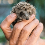 Famous People in History Who Adored Hedgehogs