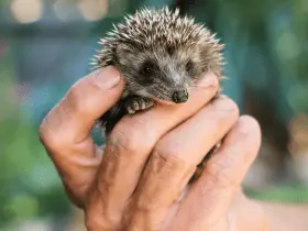 Historical Quill-Quest: Famous People in History Who Adored Hedgehogs 84 Famous People in History Who Adored Hedgehogs