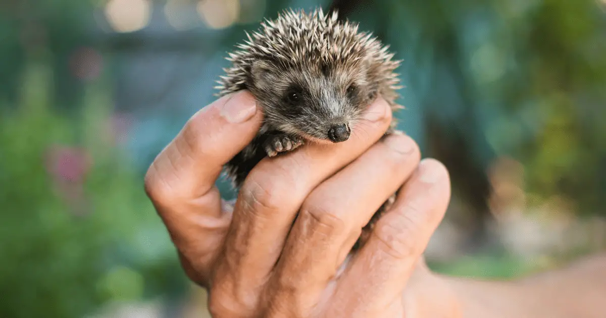 Historical Quill-Quest: Famous People in History Who Adored Hedgehogs 25 Famous People in History Who Adored Hedgehogs