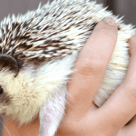 Hedgehog Names and Their Historical References