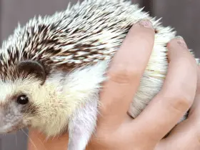 10 Timeless Hedgehog Names and Their Historical References 57 Hedgehog Names and Their Historical References