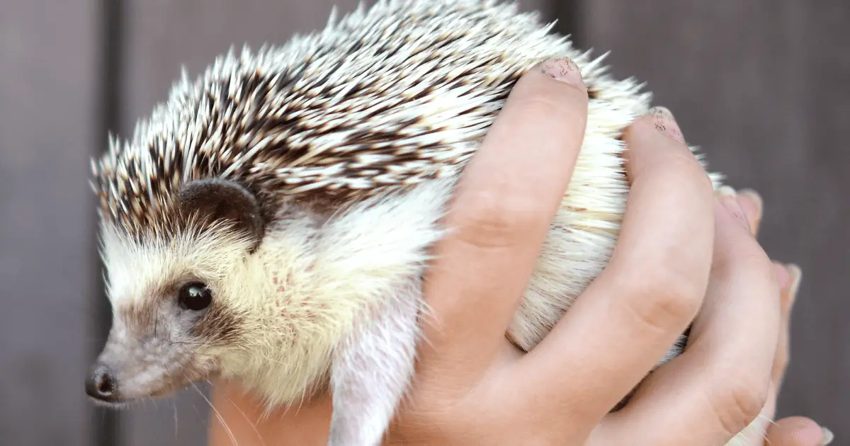 10 Timeless Hedgehog Names and Their Historical References 25 Hedgehog Names and Their Historical References