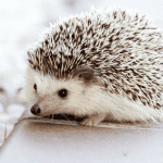 Size Matters: What’s the Ideal Hedgehog Cage Size