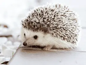 Size Matters: What’s the Ideal Hedgehog Cage Size