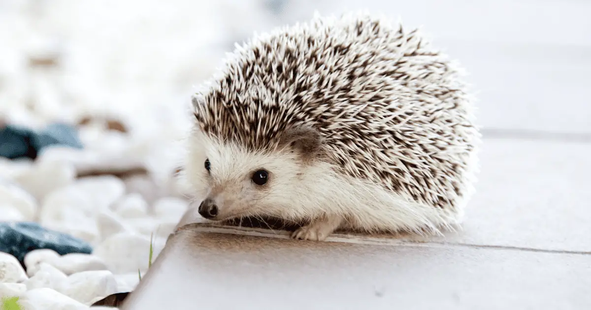 Size Matters: What’s the Ideal Hedgehog Cage Size