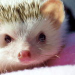 Times Hedgehogs Made History